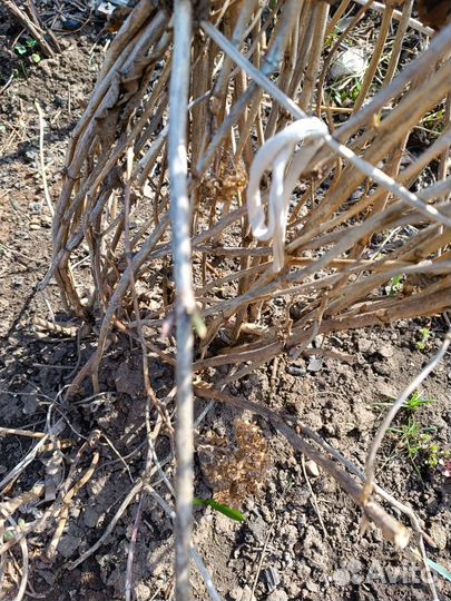 Смородина,крыжовник,плетистая роза,гортензия