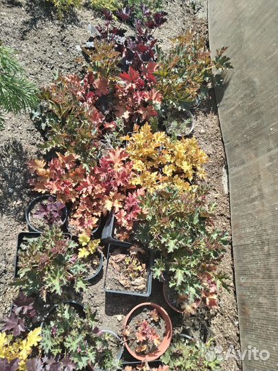 Пион Марьин корень, хвойники разные, взрослые туи