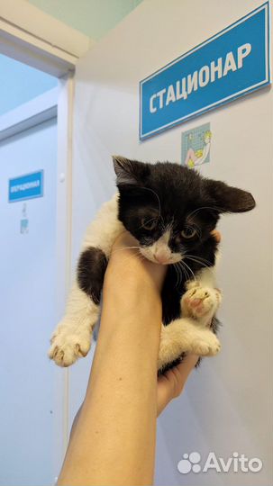 Котята в добрые руки мальчики