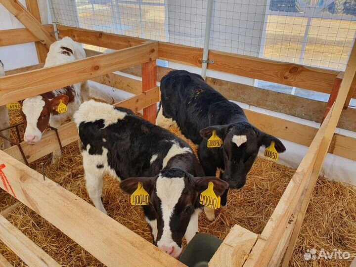 Телята бычки на откорм бесплатная доставка