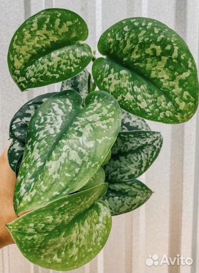 Сциндапсусы сортовые