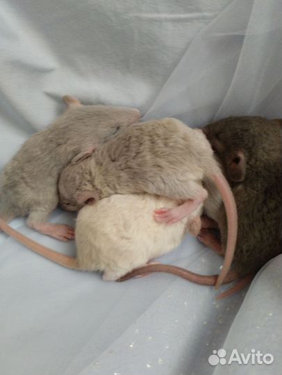 Малыши Дамбо.(серебро и жемчуг) / клетки