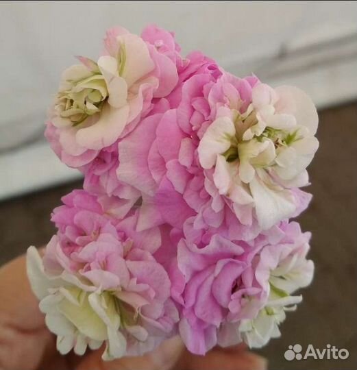 Пеларгония 