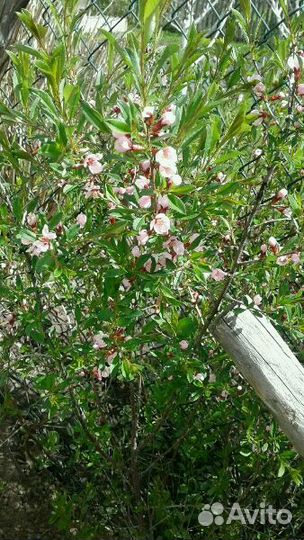 Миндаль, магония, туя