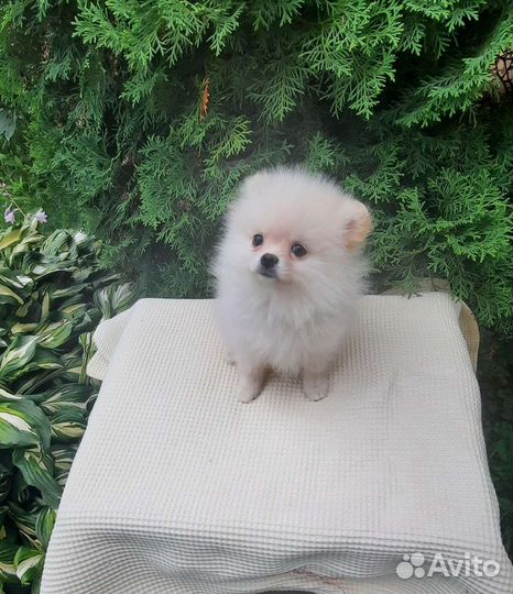 Девочки померанцы мини