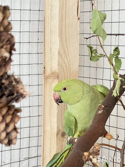 Попугаи ожереловые