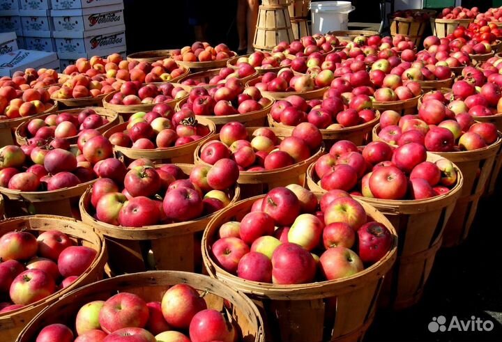 Сборка яблок с проживанием