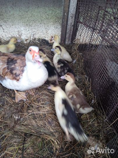 Утята индоутки