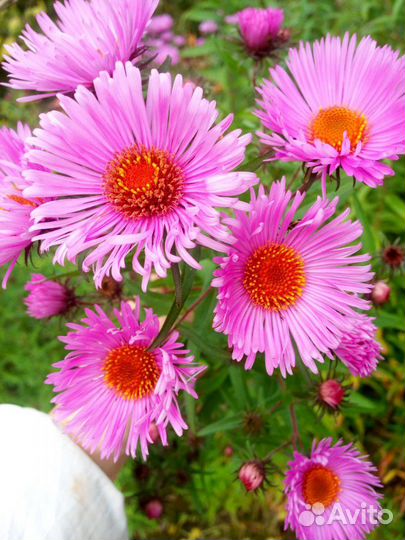 Сентябринки, Аквилегия, Ромашка Жёлтая