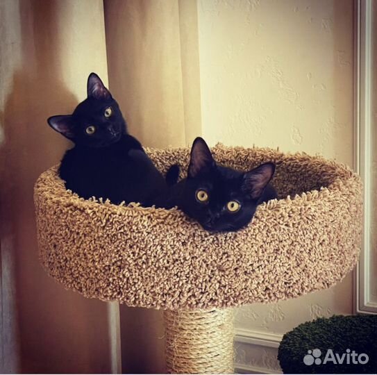 Кошка в дар бесплатно