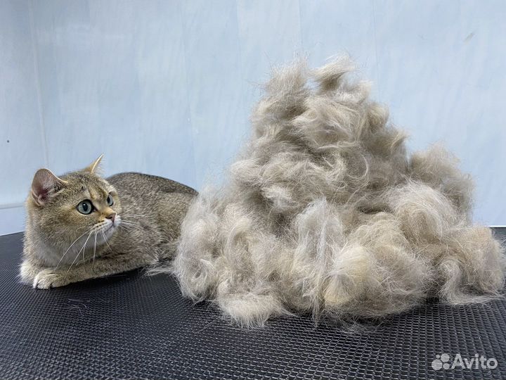 Грумер (стрижка собак)