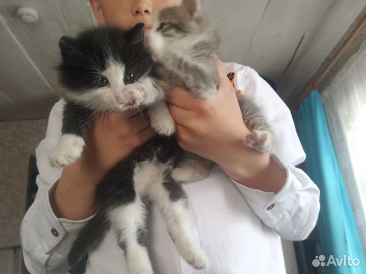 Отдам бесплатно котят