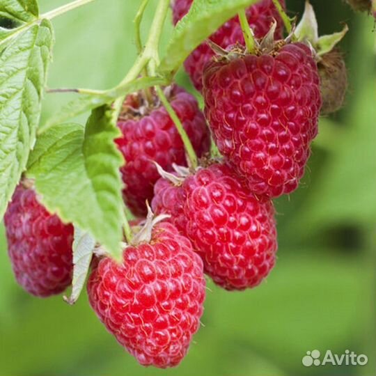 Ремонтантная малина Карамелька и Оранжевое чудо