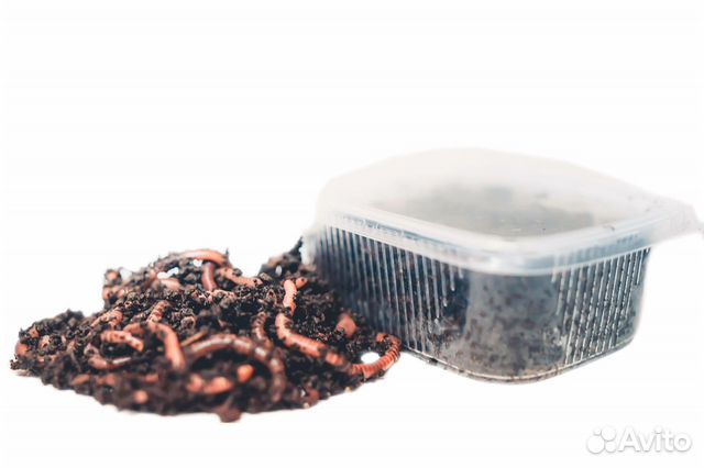 Червь для рыбалки 24/7