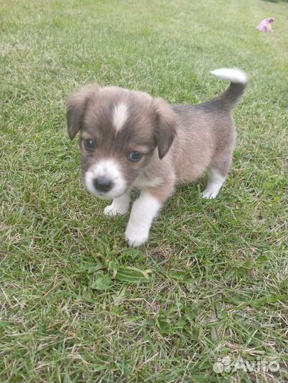 Самый милый щенок, девочка Лялька ищет дом