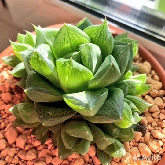 Суккуленты 1