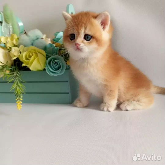 Брит.котята Bri ny12, от шикарных родителей