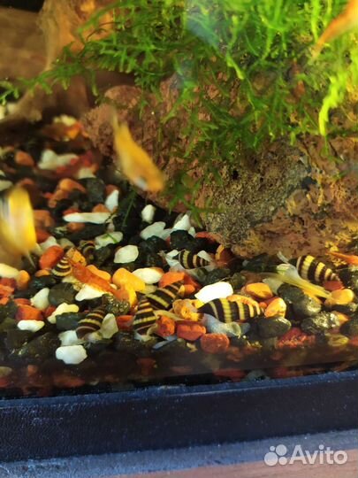 Креветки вишня красные