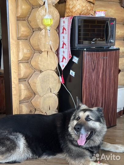 Вет врач На дом Круглосуточно