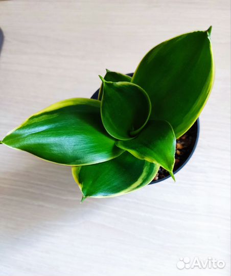 Сансевиерия Ханни Крео