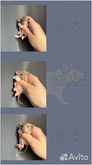 Крысята дамбо