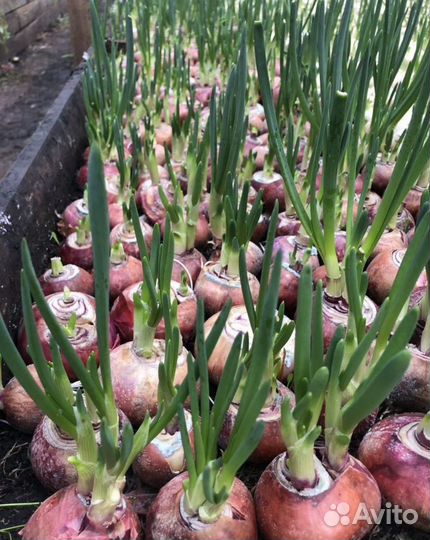 Лук на перо в теплицу, оптом