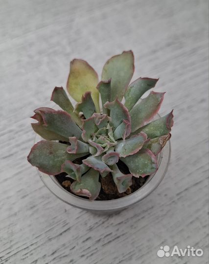 Echeveria Lola и др