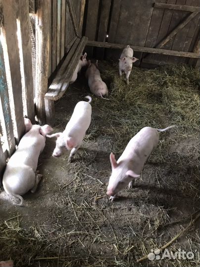 Поросята