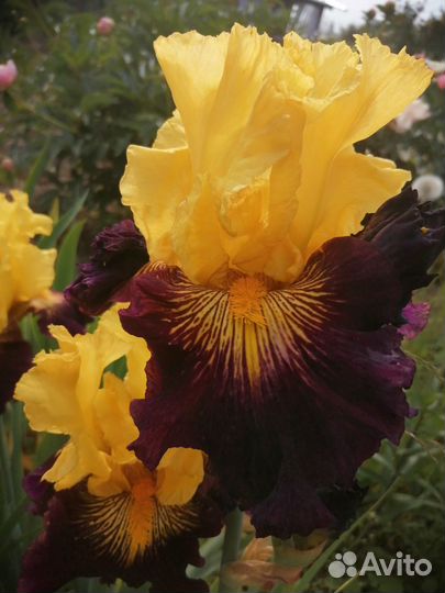 Ирисы бородатые сортовые