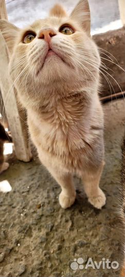 Кошка в дар