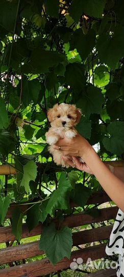 Мальтипу ф1 микро размера