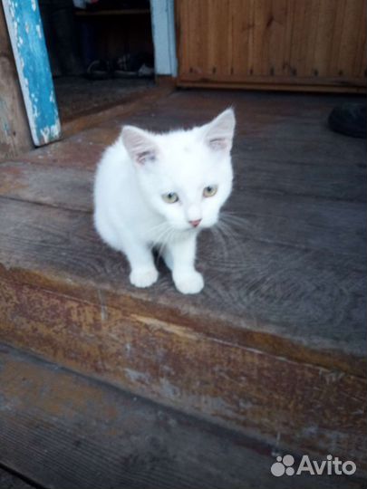 Белый котенок
