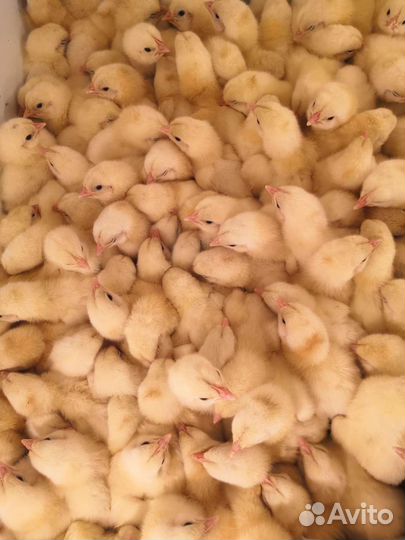Цыплята