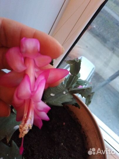 Декабрист белый, с розовой серединкой