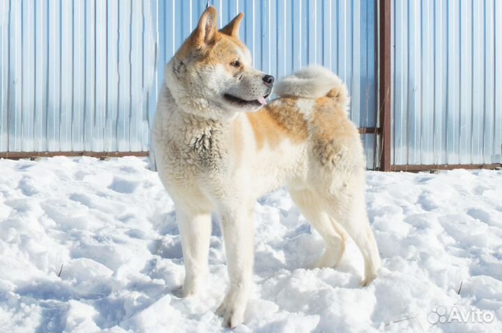 Американская акита