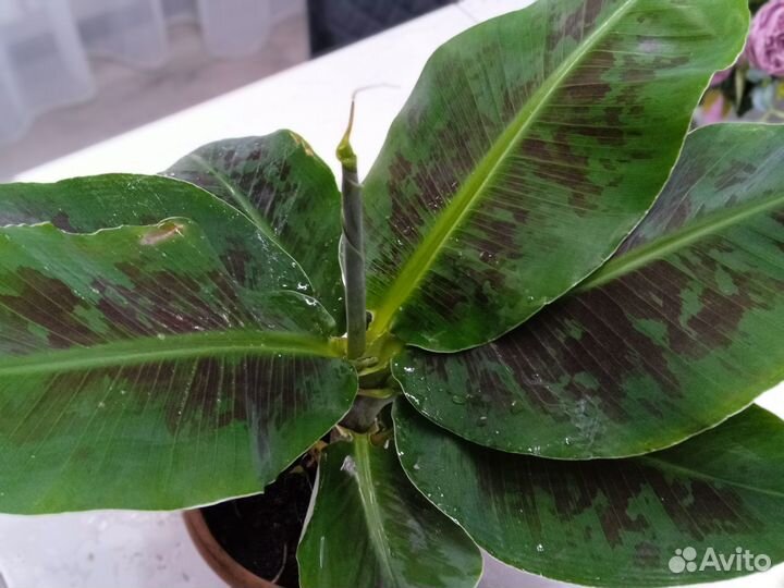 Комнатный банан