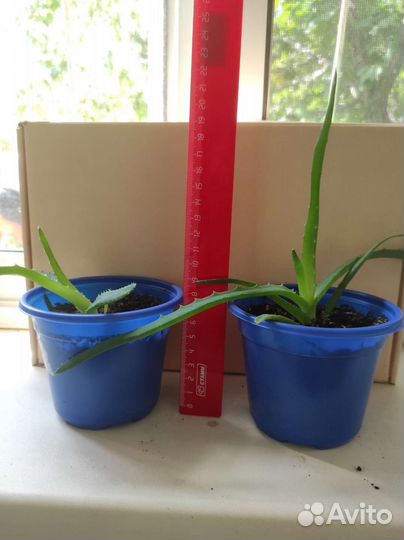 Комнатные цветы алоэ