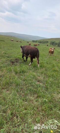 Быки на мясо живым весом