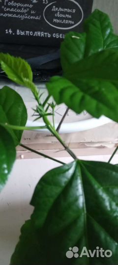 Гибискус китайская роза