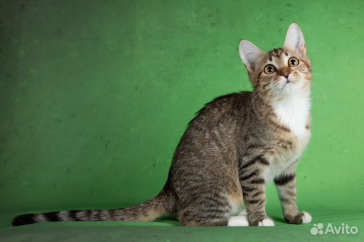 Очень красивая девочка котенок