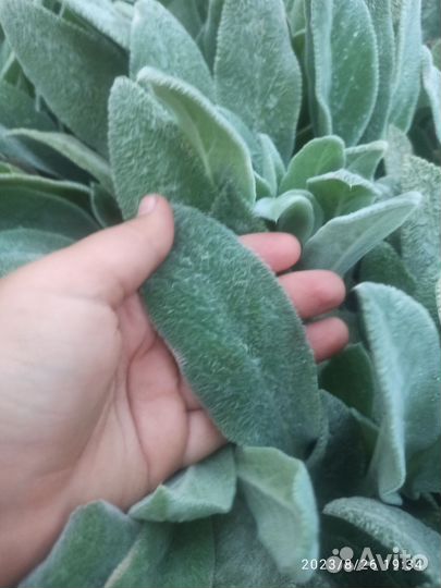 Овечьи ушки растение