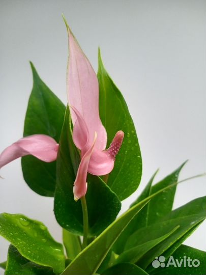 Антуриум сортовой