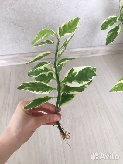 Педилантус