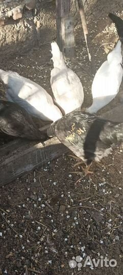 Цыплята 3-4 месячные