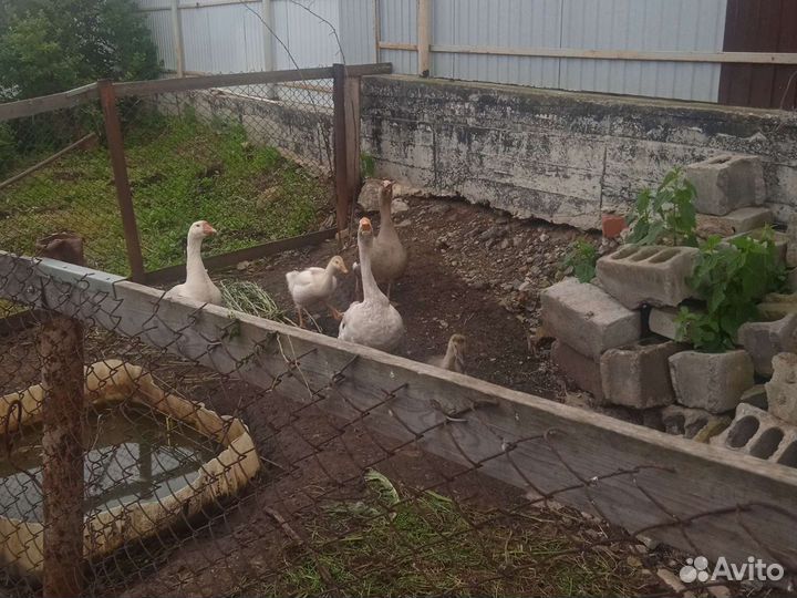 Гуси Линда и Серые крупные