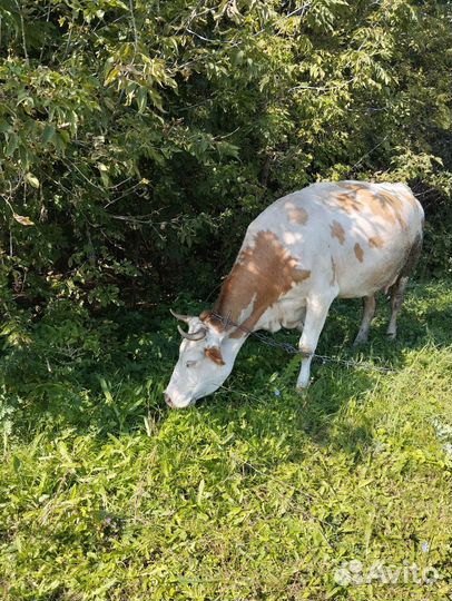 Корова дойная