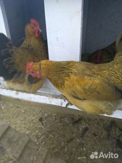 Инкубационное яйцо кучинская юбилейная