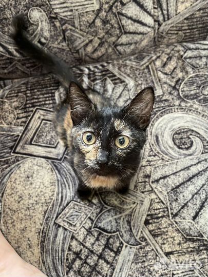 Кошечка 2.5 месяца