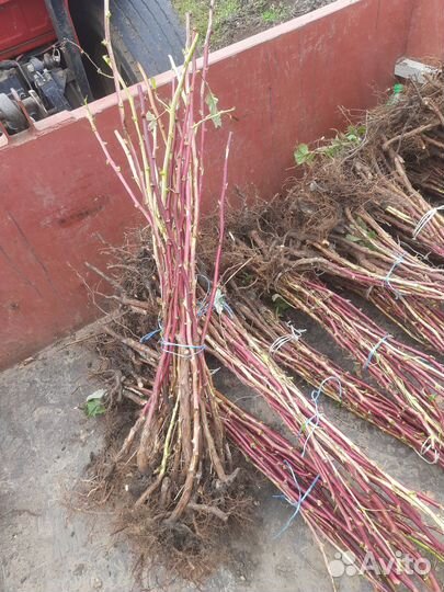 Саженцы малины Маравиллы Маргариты и Энросадиры