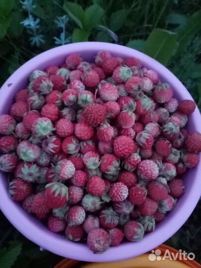 Земляника луговая